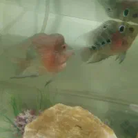 ماهی فلاور باکس نر ماده جفت خورده