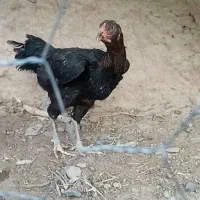 مرغ لاری افغان