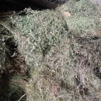 یونجه خشک