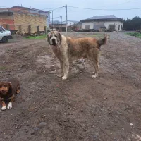 سگ البای