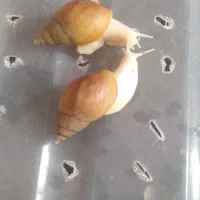 خاویار حلزون حلزون بزرگ وکوچک