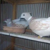 کبوتر  شاباد