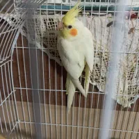پرنده عروس هلندی