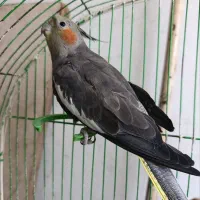 عروس هلندی ماده