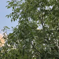 فروش باغ ۲۲۰۰متری روستای گوشلان