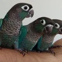 گرینچیک
