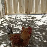 دو عدد نیمچه گلین