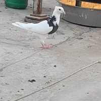 طوقی