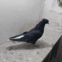 کبوتر