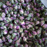 غنچه گل محمدی