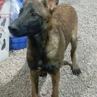 سگ مالینویز