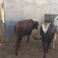 فروش  گوساله  چاغ  سبک  وزن   برای،، قربونی ماه