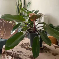 گل خانگی بزرگ وشاداب