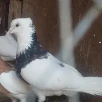 پرنده