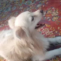 سگ پامر