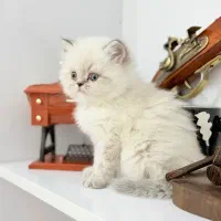 گربه بریتیش پرشین