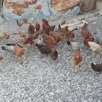 مرغ وخروس