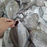 ماهی و میگو جنوب ارسال ب سراسر اصفهان