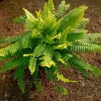 گلخانه مادرچهارشنبه تاجمعه هرهفته واقعا اف داریم