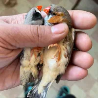 فنچ انگلیسی درشت