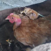 جوجه مرغ  همراه با مادر