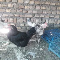 مرغ