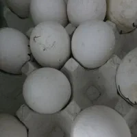 تخم غاز و قوغاز نطفه دار