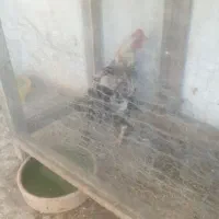 خروس دورگ