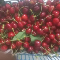 گیلاس تازه