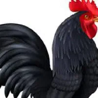 مرغ و خروس خروس سیاه زنده جهت خون و قربانی