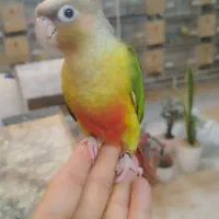 جوجه گرینچیک دانه خور