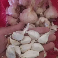 سیر بذری درجه یک همدان