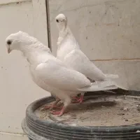 فری کبوتر