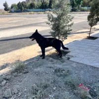 سگ ژرمن بلک