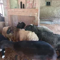 گوسفند