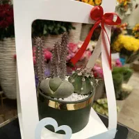 گیفت کادویی کاکتوس و ساکولنت