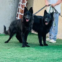 ژرمن بلک  شود لاین فول آموزش نر و ماده