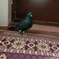 کفتر|پرنده|فارسان, |دیوار