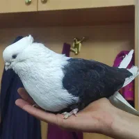 پشتدار سیاه یا دوکت سیاه