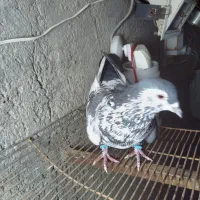 چپ دم افشون