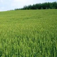 زمین زراعی فروشی ینگی امام متر۱۶۰۰۰۰۰هزار تومن