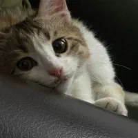 گربه خوشگل خانگی