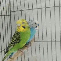 جفت مرغ عشق مولد