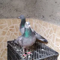 کفتر