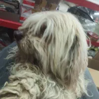 پت خونگی ۴ تومن با مشتری کنار میام