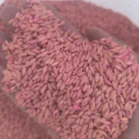 فروش بذر گندم