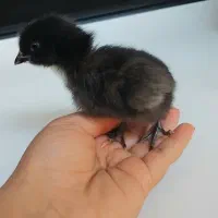 جوجه سرحال