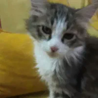 گربه نژاد مینکون و dsh