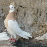 کفتر طوقی ماده تضمین تخم جوجه