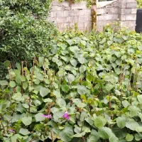 فروش نهال کیوی هایوارد